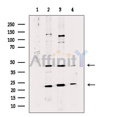 HLF Antibody - Western blot analysis of extracts from various samples, using HLF Antibody.