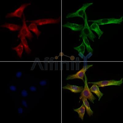 Dystrophin Antibody - DF8748 staining 3T3 by IF/ICC.