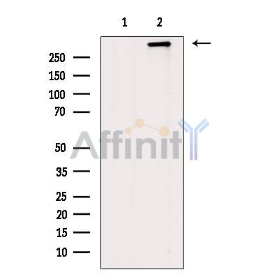 Dystrophin Antibody - Western blot analysis of extracts from Rat  heart, using Dystrophin Antibody.