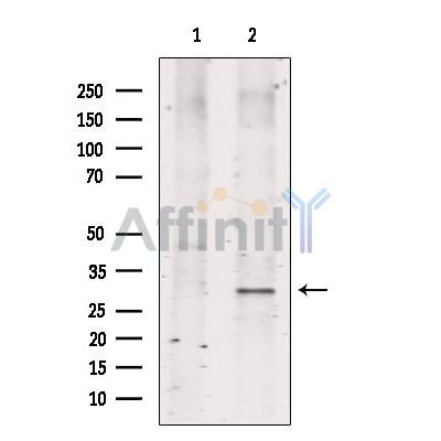 SOX21 Antibody - Western blot analysis of extracts from 293, using SOX21 Antibody.