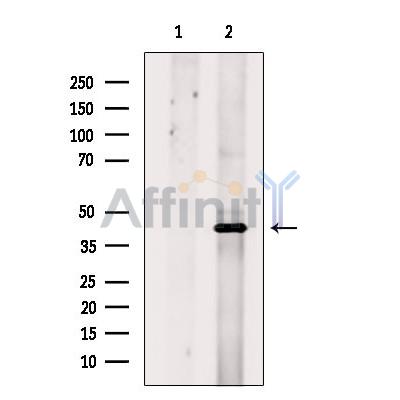 DNAJA1 Antibody - Western blot analysis of extracts from Mouse  kidney, using DNAJA1 Antibody.