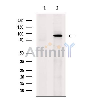 HJURP Antibody - Western blot analysis of extracts from Hela cells, using HJURP Antibody.