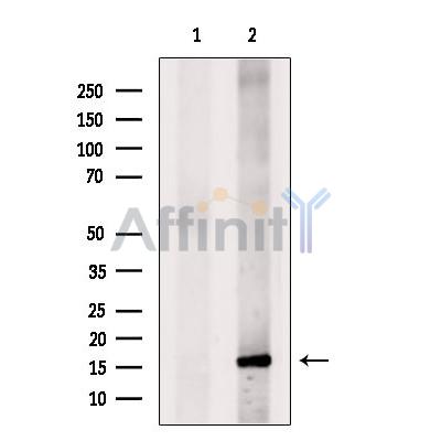 IL17F Antibody - Western blot analysis of extracts from Hela cells, using IL17F Antibody.