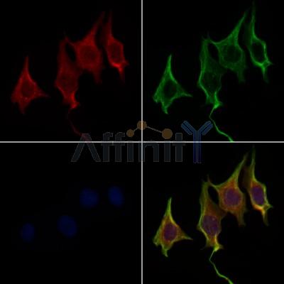 WNT8A Antibody - DF9043 staining 3T3 by IF/ICC.
