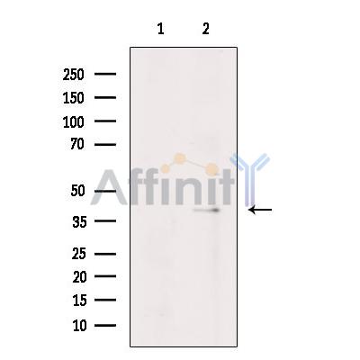 WNT8A Antibody - Western blot analysis of extracts from Hela cells, using WNT8A Antibody.