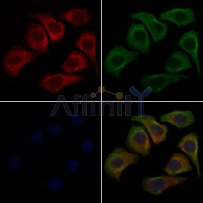 WNT9A Antibody - DF9044 staining Hela cells by IF/ICC.