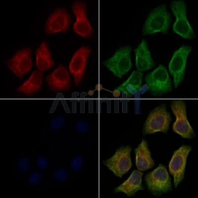 WNT9B Antibody - DF9045 staining Hela cells by IF/ICC.