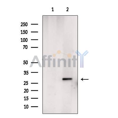 CENPH Antibody - Western blot analysis of extracts from 293t, using CENPH Antibody.