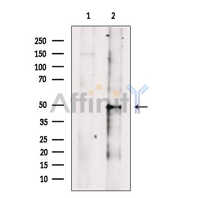ACTL6B Antibody - Western blot analysis of extracts from MCF7, using ACTL6B Antibody.