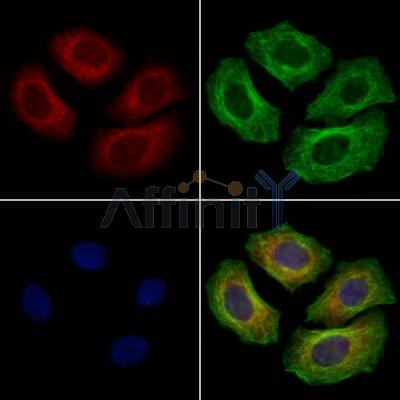 MRPS31 Antibody - DF9098 staining Hela cells by IF/ICC.