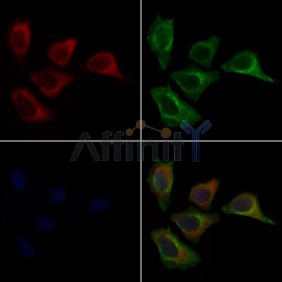 MRPL45 Antibody - DF9111 staining Hela cells by IF/ICC.