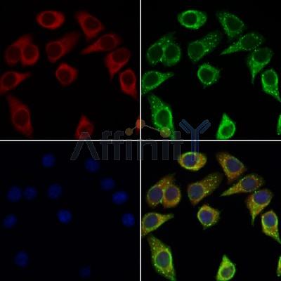 APOC4 Antibody - DF9216 staining Hela cells by IF/ICC.