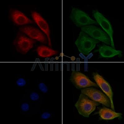 ABCC11 Antibody - DF9253 staining Hela cells by IF/ICC.