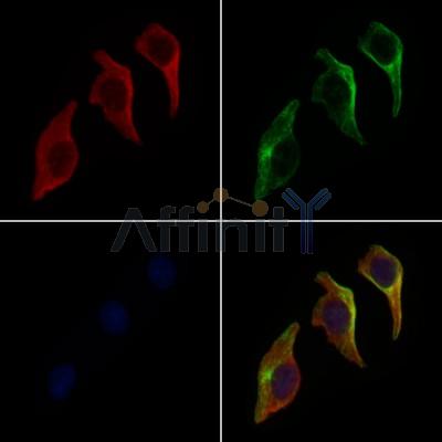 CEL Antibody - DF9279 staining 3T3 by IF/ICC.