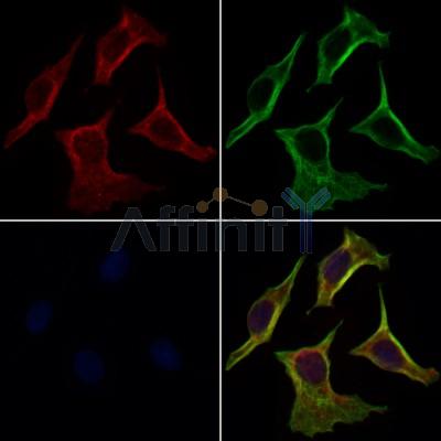 BMP3B Antibody - DF9282 staining 3T3 by IF/ICC.