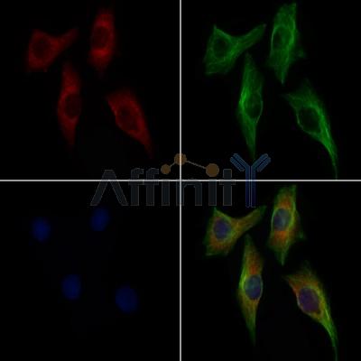 PRSS22 Antibody - DF9287 staining 3T3 by IF/ICC.