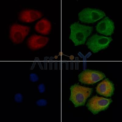 BRAP Antibody - DF9289 staining Hela cells by IF/ICC.