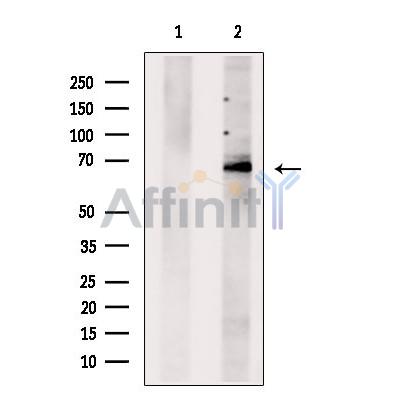 BRAP Antibody - Western blot analysis of extracts from DU145 cells, using BRAP Antibody.
