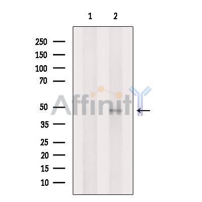 CATSPER3 Antibody - Western blot analysis of extracts from B16F10 cells, using CATSPER3 Antibody.