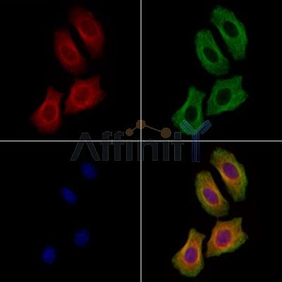 ZNRF1 Antibody - DF9492 staining Hela cells by IF/ICC.