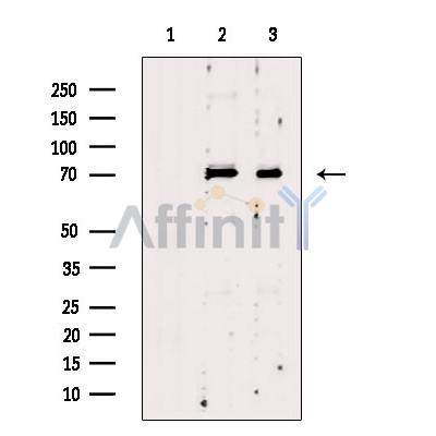 KHSRP Antibody - Western blot analysis of extracts from various samples, using KHSRP Antibody.