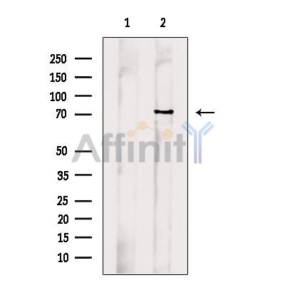 FBLN1 Antibody - Western blot analysis of extracts from Rat  brain, using FBLN1 Antibody.