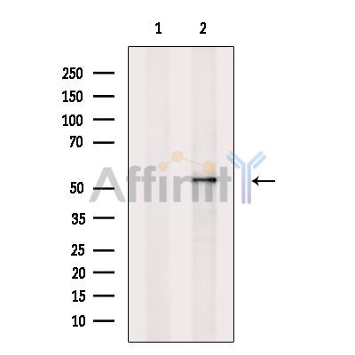 GAPDHS Antibody - Western blot analysis of extracts from COS-7, using GAPDHS Antibody.