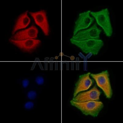 MSS4 Antibody - DF9555 staining Hela cells by IF/ICC.