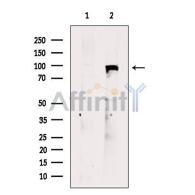 ICAM5 Antibody - Western blot analysis of extracts from Rat  kidney, using ICAM5 Antibody.