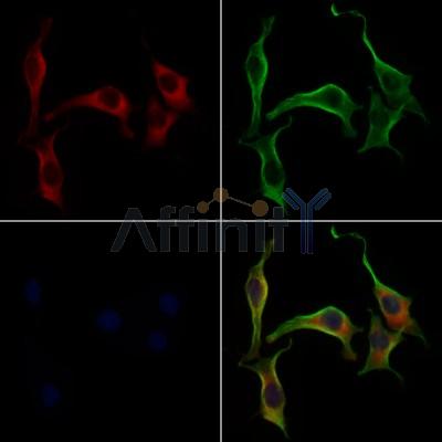 KCNJ13 Antibody - DF9597 staining 3T3 by IF/ICC.