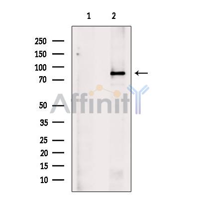 MED15 Antibody - Western blot analysis of extracts from HepG2 cells, using MED15 Antibody.