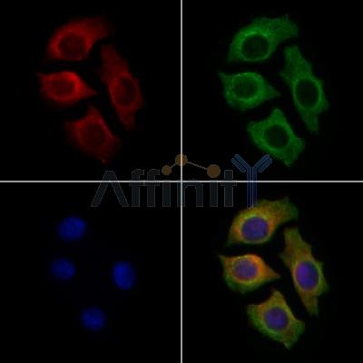 MOT11 Antibody - DF9632 staining Hela cells by IF/ICC.