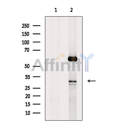 GPM6A Antibody - Western blot analysis of extracts from Mouse  testis, using GPM6A Antibody.