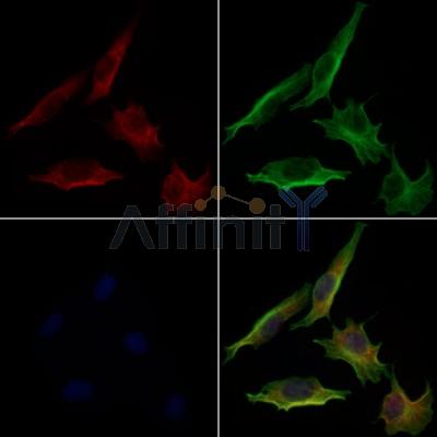 RAB24 Antibody - DF9822 staining 3T3 by IF/ICC.