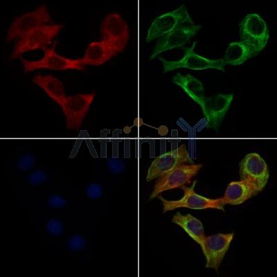 RAB30 Antibody - DF9824 staining 3T3 by IF/ICC.