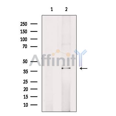 TCF19 Antibody - Western blot analysis of extracts from Mouse  brain, using TCF19 Antibody.