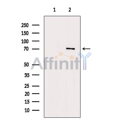 ZNF337 Antibody - Western blot analysis of extracts from Mouse lung, using ZNF337 Antibody.