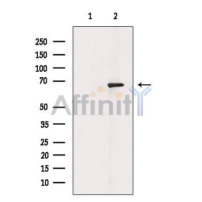 Acetyl-NF-kappaB p65 (Lys310) Antibody - Western blot analysis of extracts from LPS treated HepG2 cells, using Acetyl-NF-kappaB p65 (Lys310) Antibody.