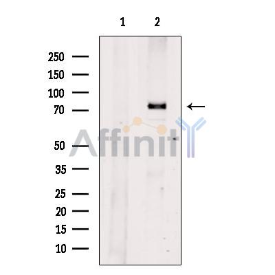 FOXO3A Antibody - Western blot analysis of extracts from MCF7, using FoxO3a Antibody.