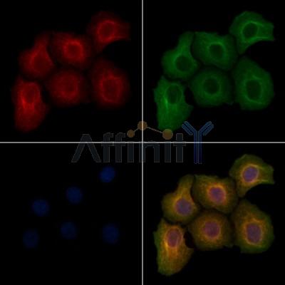 Phospho-Src (Tyr527)[Tyr530] Antibody - AF3161 staining HepG2 cells(4h of LPS treatment) by IF/ICC.