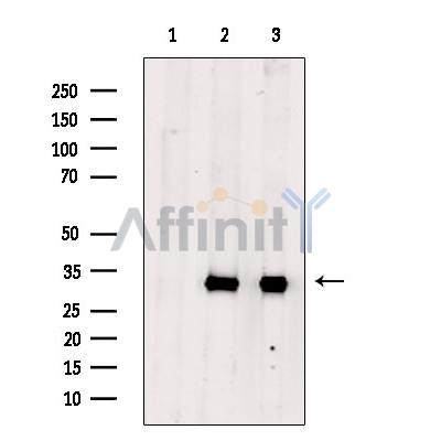 Phospho-RPS6 (Ser235) Antibody - Western blot analysis of extracts from various samples, using Phospho-S6 Ribosomal Protein (Ser235) Antibody.