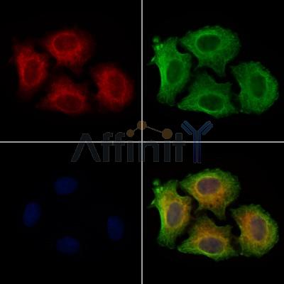 Phospho-MEK1/2 (Ser221)[Ser222] Antibody - AF3385 staining Hela cells(4h of LPS treatment) by IF/ICC.