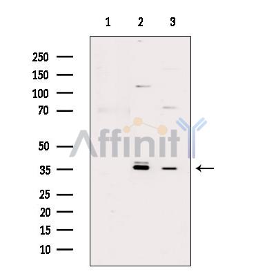 Phospho-Syntaxin 1A (Ser14) Antibody - Western blot analysis of extracts from various samples, using Phospho-Syntaxin 1A (Ser14) Antibody.