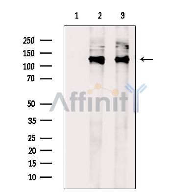 MRIP Antibody - Western blot analysis of extracts from various samples, using MRIP Antibody.
