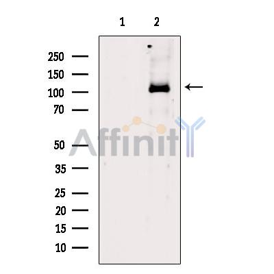 PPIG Antibody - Western blot analysis of extracts from MDA-MB-231 cells, using PPIG Antibody.