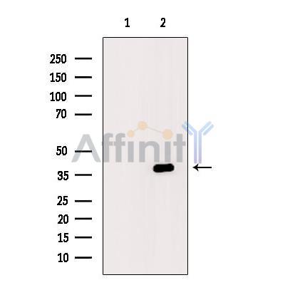 FAS Antibody - Western blot analysis of extracts from heat-shock treated Hela cells, using FAS Antibody.