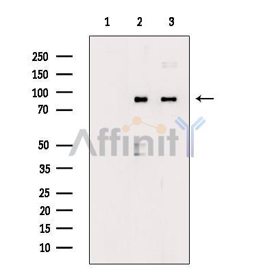 STAT3 Antibody - Western blot analysis of extracts from various samples, using STAT3 Antibody.