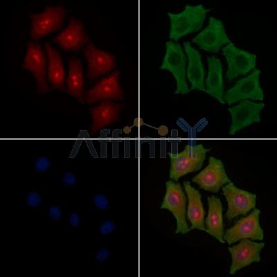 NF kappaB p100/p52 Antibody - AF6375 staining HepG2 cells by IF/ICC.