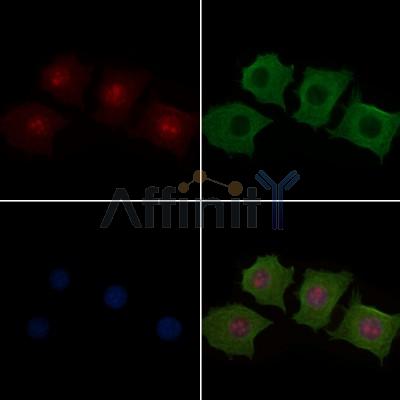 MEK1/2 Antibody - AF6384 staining HepG2 cells by IF/ICC.