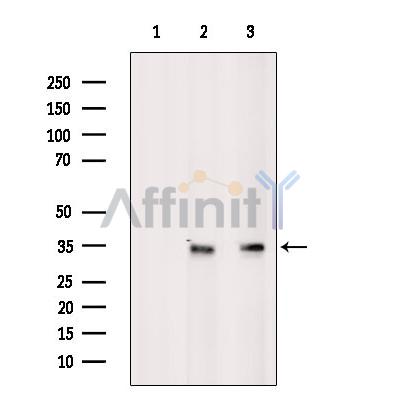 CDK1/CDC2 Antibody - Western blot analysis of extracts from various samples, using CDK1/CDC2 Antibody.